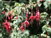 Fuchsia (Fuchsia magellanica)