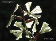 Garden Rocket (Eruca vesicaria)