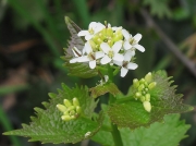 Garlic Mustard or Jack-by-the-hedge (Alliaria petiolata)