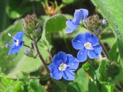 Germander Speedwell (Veronica chamaedrys)