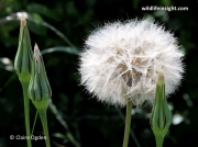 Goat's-beard (Tragopogon pratensis) - fruit