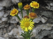 Golden-samphire (Inula crithmoides)
