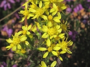 Goldenrod (Solidago virgaurea)