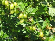 Gooseberry (Ribes uva-crispa)