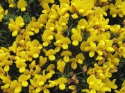 Gorse or Furze (Ulex europaeus)