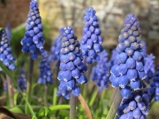 Garden Grape-hyacinth (Muscari armeniacum)