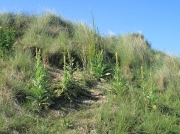 Great Mullein (Verbascum thapsus) and Weld (Reseda luteola)