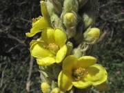 Great Mullein (Verbascum thapsus)