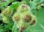 Greater Burdock (Arctium lappa)