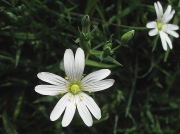Greater Stitchwort (Stellaria holostea)