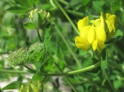 Greater Bird's-foot-trefoil