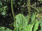 Greater Plantain (Plantago major)