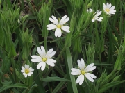 Greater Stitchwort (Stellaria holostea)