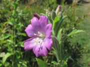 Great Willowherb or Codlins and Cream (Epilobium hirsutum)