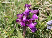 Green-winged Orchid (Anacamptis morio)
