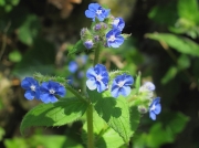 Green Alkanet