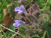 Ground-ivy (Glechoma hederacea)