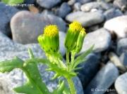 Groundsel (Senecio vulgaris)