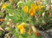 Hairy Bird's-foot-trefoil (Lotus subbiflorus)