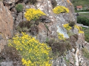 Hairy Greenweed (Genista pilosa)