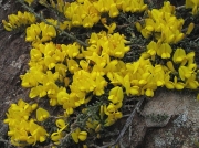 Hairy Greenweed (Genista pilosa)
