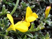 Hairy Greenweed (Genista pilosa)