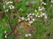 Hairy Bitter-cress (Cardamine hirsuta)