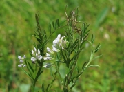Hairy Tare (Vicia hirsuta)