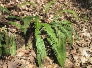 Hard-fern