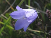 Harebell (Campanula rotundifolia)