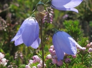 Harebell (Campanula rotundifolia)