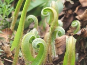 Hart's-tongue (Asplenium scolopendrium)
