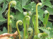 Hart's-tongue (Asplenium scolopendrium)