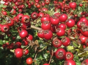 Hawthorn (Crataegus monogyna) - fruit