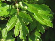Hawthorn (Crataegus monogyna) - leaves