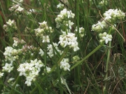 Heath Bedstraw (Galium saxatile)