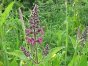 Hedge Woundwort