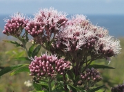 Hemp-agrimony (Eupatorium cannabinum)