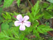 Herb-Robert