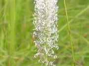 Hoary Plantain (Plantago media)