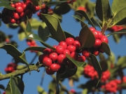 Holly (Ilex aquifolium) - fruit