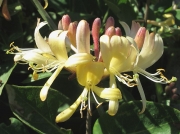 Honeysuckle (Lonicera periclymenum)