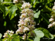 Horse-chestnut (Aesculus hippocastanum) flower