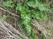 Italian Lords-and-Ladies (Arum italicum ssp. italicum)