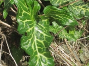 Italian Lords-and-Ladies (Arum italicum ssp. italicum)