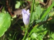 Ivy-leaved Bellflower (Wahlenbergia hederacea)