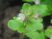 Ivy-leaved Speedwell (Veronica hederifolia)