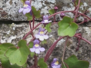 Ivy-leaved Toadflax (Cymbalaria muralis)