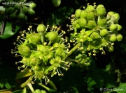 Ivy (Hedera helix)
