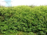 Ivy (Hedera helix)